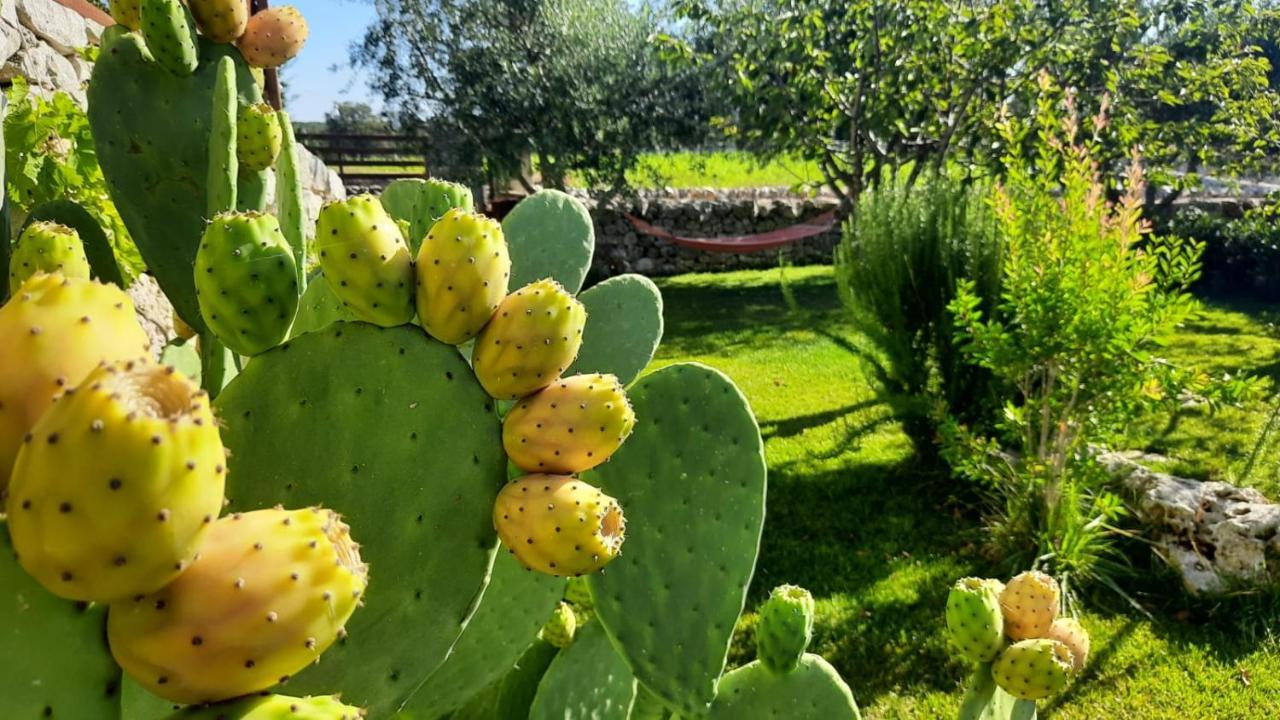 Red Rose B&B Martina Franca Eksteriør bilde