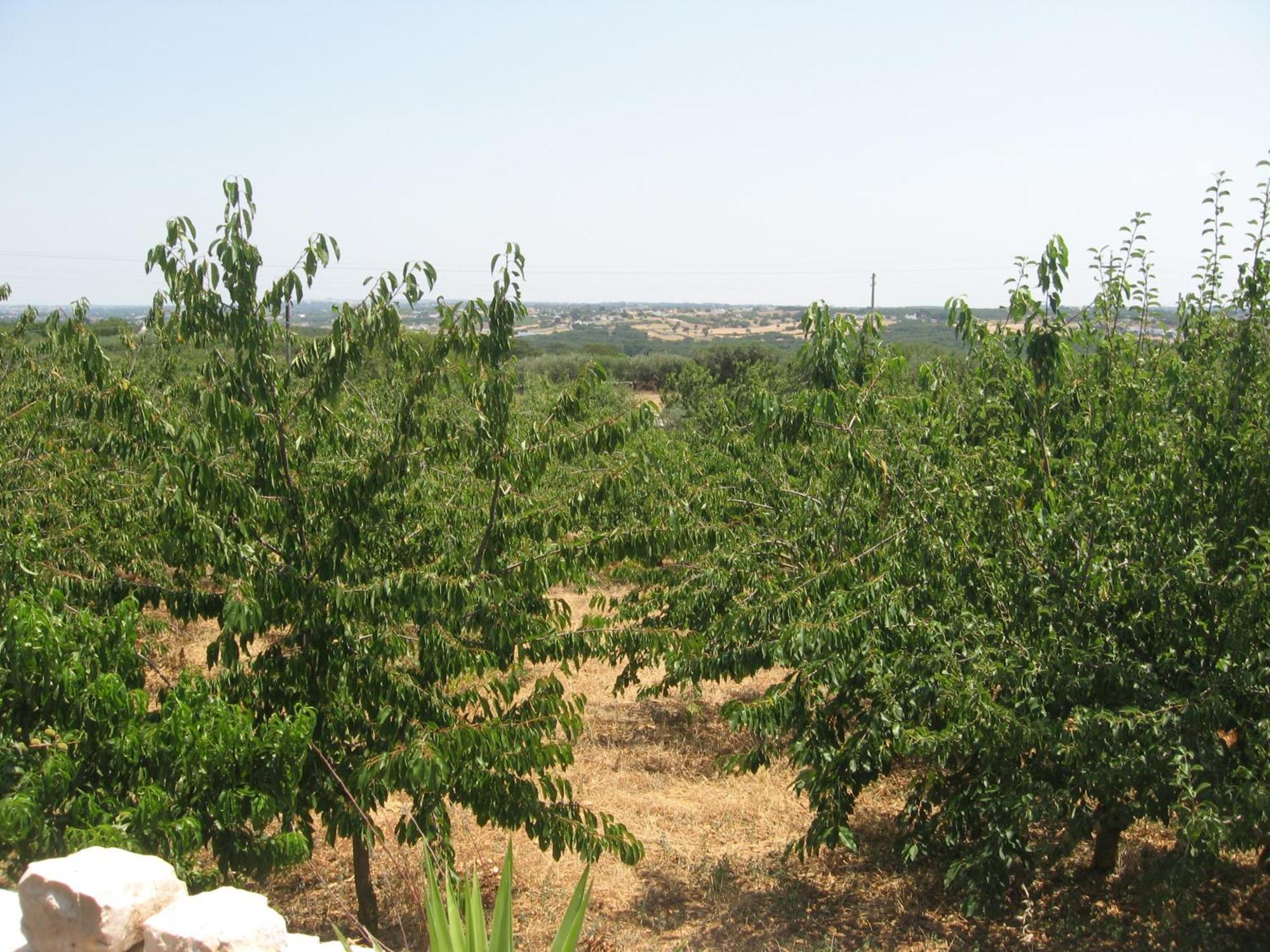 Red Rose B&B Martina Franca Eksteriør bilde